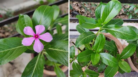 Vincas A Genus Of Flowering Plants Sc Garden Guru