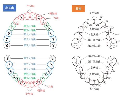 歯の数え方 医療法人社団博和会