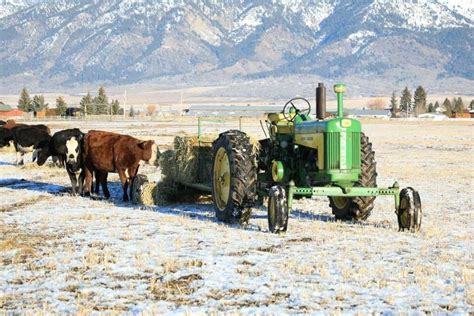 John Deere Feeding Cows In John Deere Tractors Farms John