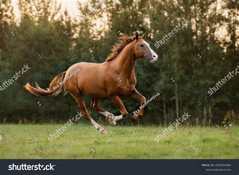 Beautiful Horse Running On Field Sunset Stock Photo 2050297985 ...