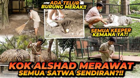 GAWAT SEMUA PERAWAT SATWA GA MASUK BEGINI CARA ALSHAD MERAWAT SEMUA