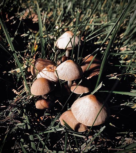 Conocybe Apala Rmushrooms