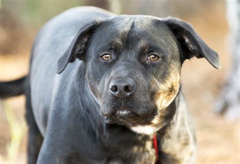 Perro De Raza Grande Rottweiler Mezclado Afuera Con Correa Al Amanecer