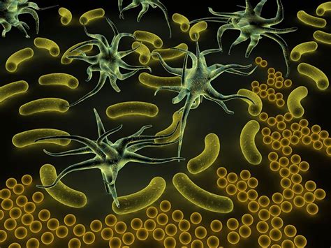 5 Tiny Protozoans And Algae Britannica