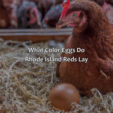 What Color Eggs Do Rhode Island Reds Lay - Branding Mates