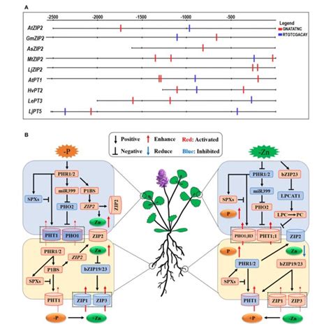 Pdf Cross Talks Between Macro And Micronutrient Uptake And Signaling