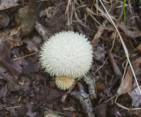 Lion’s Mane Mushroom Identification and Common Look-Alikes