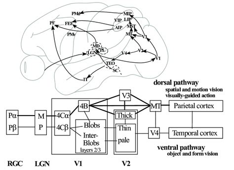 Visual Information Processing Pathways Feedforward Connections Across