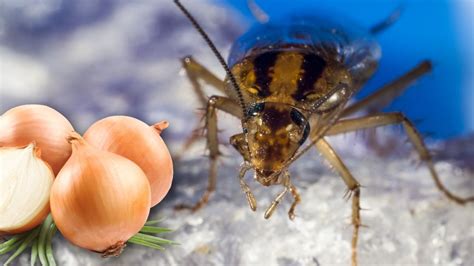 Cucarachas Voladoras El Truco Infalible Con Cebolla Para Acabar Con