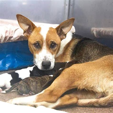 Courageous Dog Gives Birth to 7 Puppies After Surviving Rattlesnake Bite