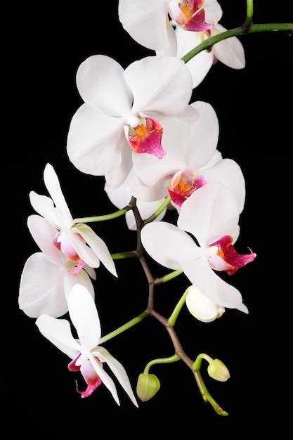 Premium Photo Orchid Isolated On Black Background