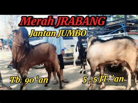 Update Harga Kambing Di Pasar Kambing Wlingi Blitar Jatim Hari Selasa