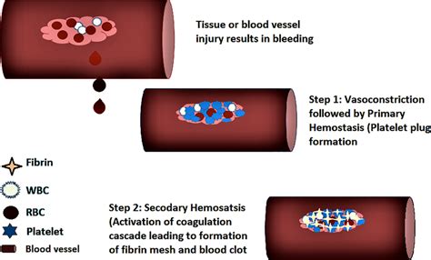 Primary And Secondary Pathways Of Hemostasis Download Scientific Diagram