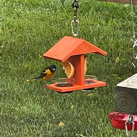 Double Fruit And Jelly Oriole Feeder