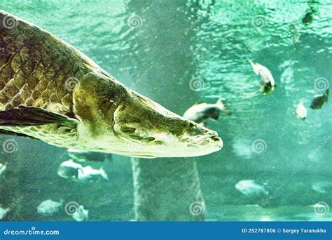 Arapaima Or Arapaima Or Piraruku Or Puraruku Or Pace Arapaima Gigas Is