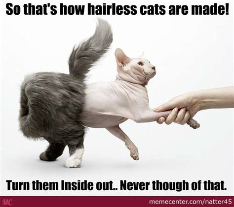 Hairless cat Memes