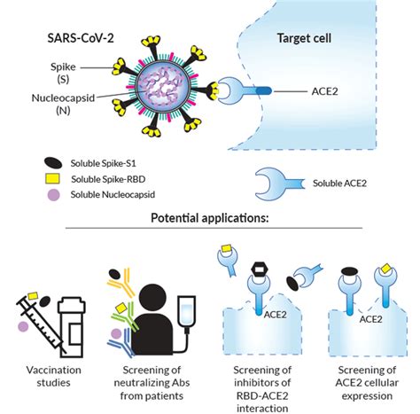 SARS CoV 2 Related Proteins InvivoGen