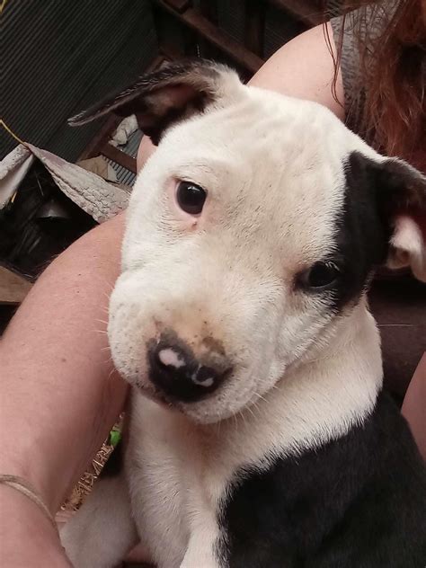 Shoal Bay Animal Haven New Blaine Ar