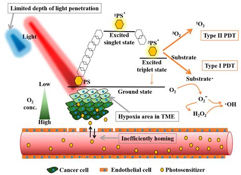 Biomedicines Free Full Text Recent Advances In Photodynamic Therapy