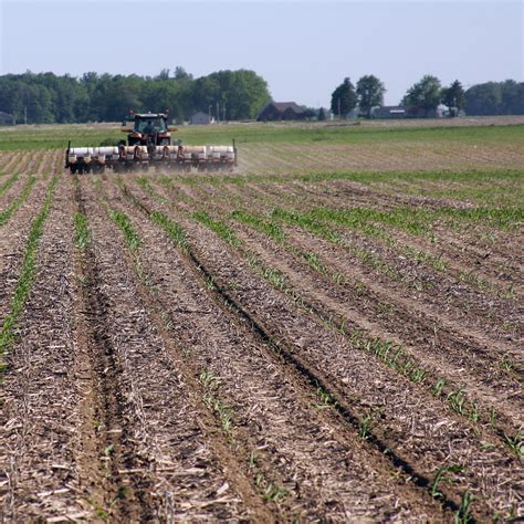 Corn Replant Considerations Purdue University