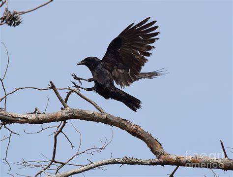 Fish Crow Landing Photograph by William Tasker - Pixels