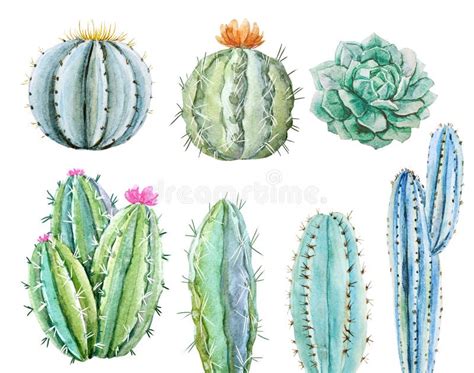 Cactus De La Acuarela Ilustraci N Del Vector Ilustraci N De Hermoso