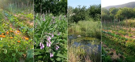 Balkan Ecology Project The Polyculture Market Garden Study Results