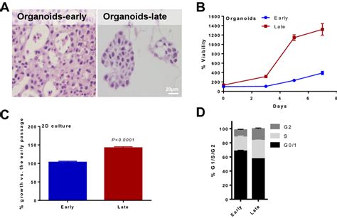 Cocab 1 Pdx Derived Organoids Reproduce Cocab 1 Pdx Progressive Growth