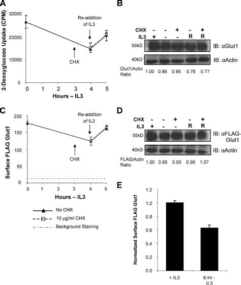 Cytokine Stimulation Promotes Glucose Uptake Via Phosphatidylinositol