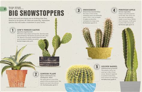 Succulent Vs Cactus - Best Succulent Ideas