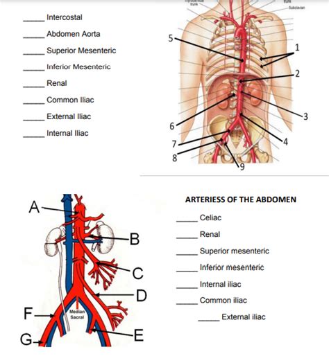 Arteries Of The Abdomen Diagram Quizlet