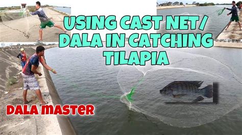 How To Use Cast Net Dala To Catch Tilapia Fishing In Taiwan