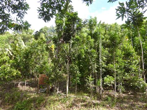 Conservation Of Threatened Timber Trees In Three Protected Areas In