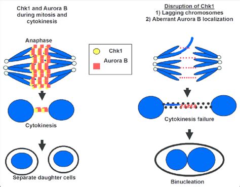 Chk1 Aurora B Interactions During Mitosis And Cytokinesis Regulation