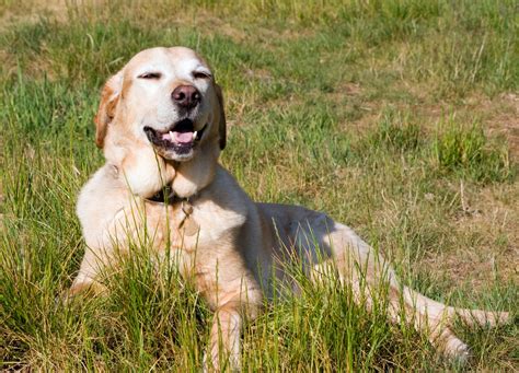 Happy Dog Free Stock Photo Public Domain Pictures