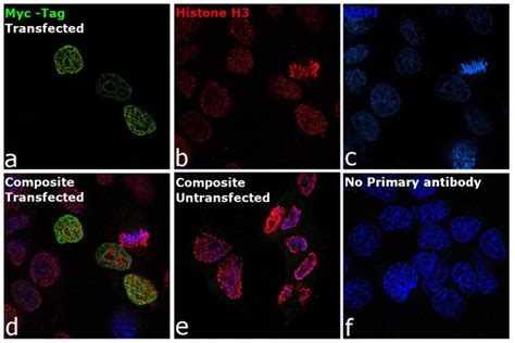 c Myc Monoclonal Antibody 9E10 FITC Invitrogen 100 μg FITC