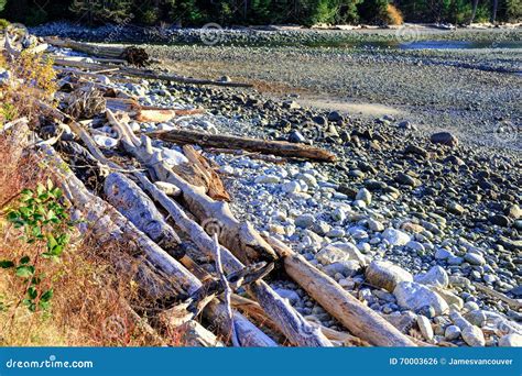 Driftwood On A Beach At Sunset Time Stock Photo Image Of Sound