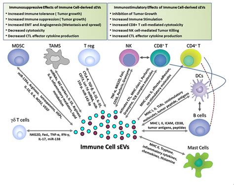 Regulatory Role Of Immune Cell Derived Extracellular Vesicles In Cancer