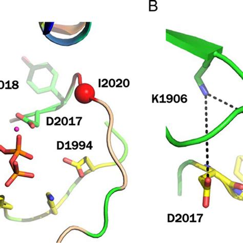 Modeling Of Lrrk A Modeling Of Atp Binding Site Of Wt Lrrk The Key