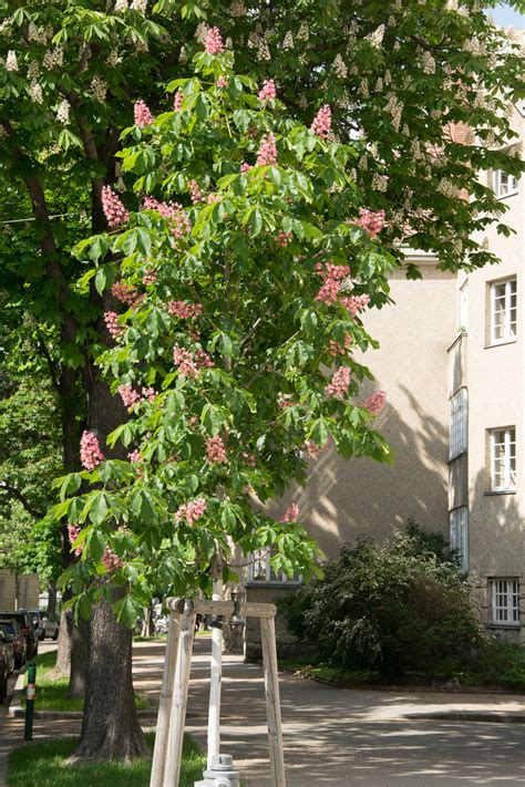 Garten Navi Rotblühende Rosskastanie Aesculus x carnea Briotii