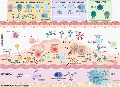 Frontiers The Spectrum Of B Cell Functions In Atherosclerotic