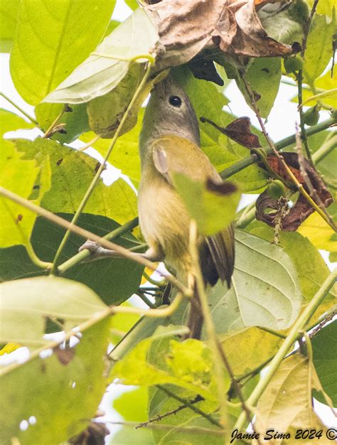 Lesser Greenlet Ironekilz Flickr