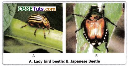 Biological Control Agents and Examples - What are the Different Types ... 