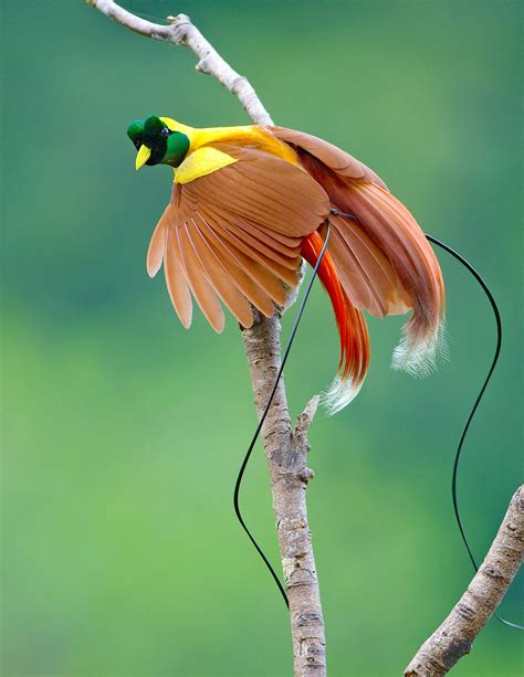 Birds Of Paradise Species