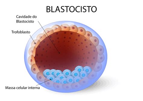 O Que Hcg Fetalmed Medicina Fetal E Ultrassonografia Curitiba