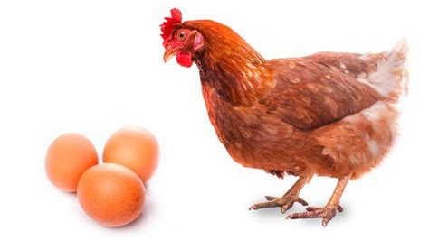 Las gallinas camperas alimentadas con bellotas, producen huevos más beneficiosos. - Encuentra ...