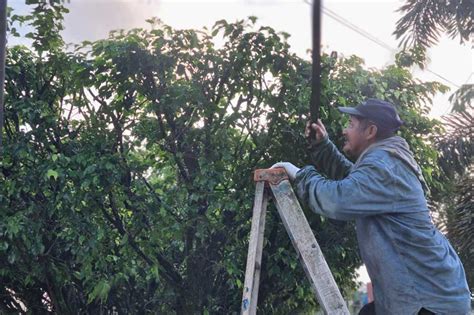 Trabajos De Podado De Rboles En Avenidas Principales Municipalidad