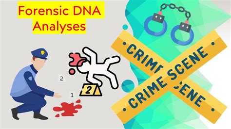 Solving Crimes With Forensic DNA Analysis How It Works Explained In