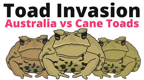 How Australia Fights Invasive Cane Toads YouTube