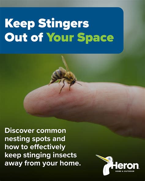 Bees, wasps, and hornets can pack a... - Heron Home & Outdoor | Facebook